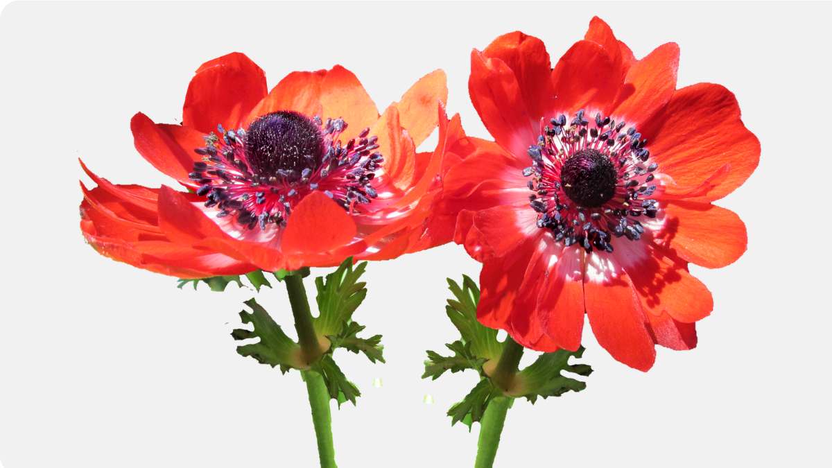 Despite its unmistakable beauty, the anemone stands for transience, death and mourning in many cultures. 