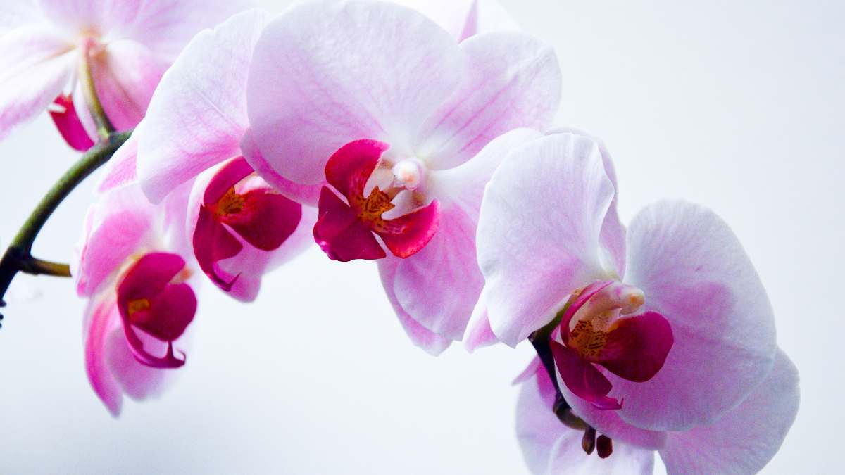 Orchid stands for pride and beauty. An honourable symbol and a beautiful meaning.