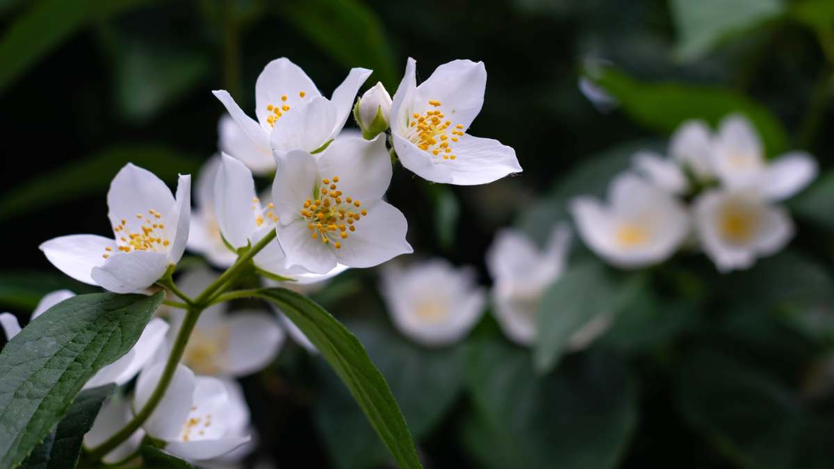 The Symbolism und Meaning of Jasmine: beauty, love, passion, romance and also spirituality.