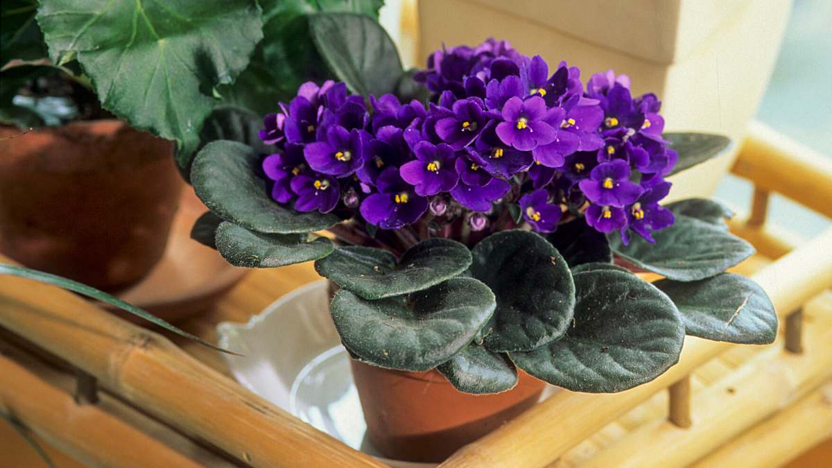 The violet says i miss you. What a touching symbolism and a very beautiful meaning of this flower!